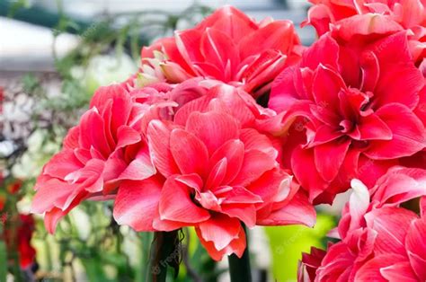 The Allure of Tougg Amaryllis: Uncovering its Mysteries